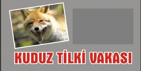 cubuk tilki kuduz olayi ankara