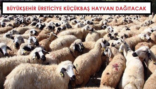 ureticiye kucukbas Hayvan Dagitilacak