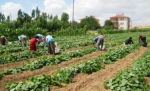 Çubuk’ta Buğday ve Salatalık Hasadı Başladı