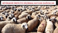 Üreticiye Küçükbaş Hayvan Verilecek